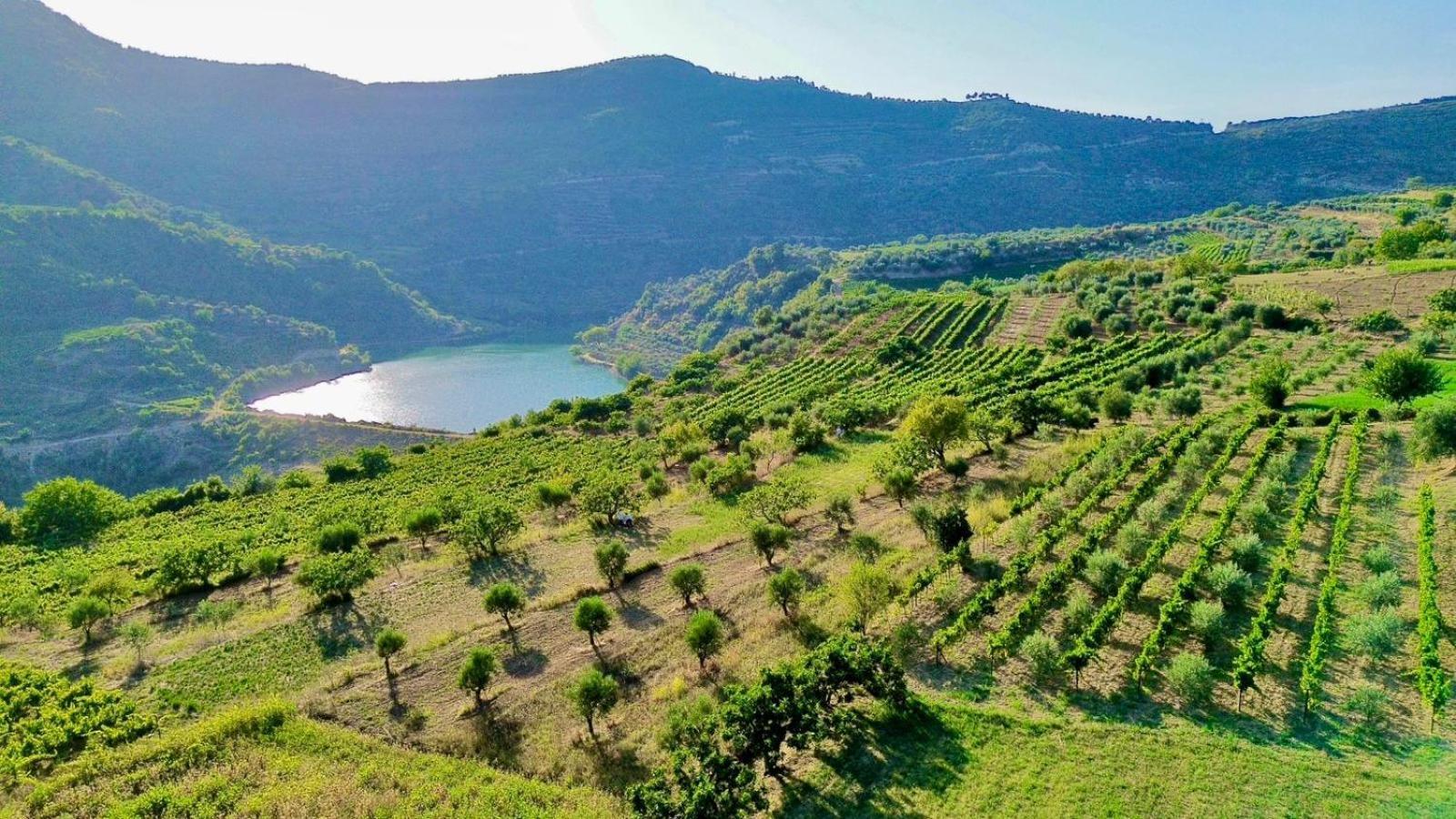 Alpeta Agrotourism & Winery - Roshnik , Berat Hotel Ngoại thất bức ảnh
